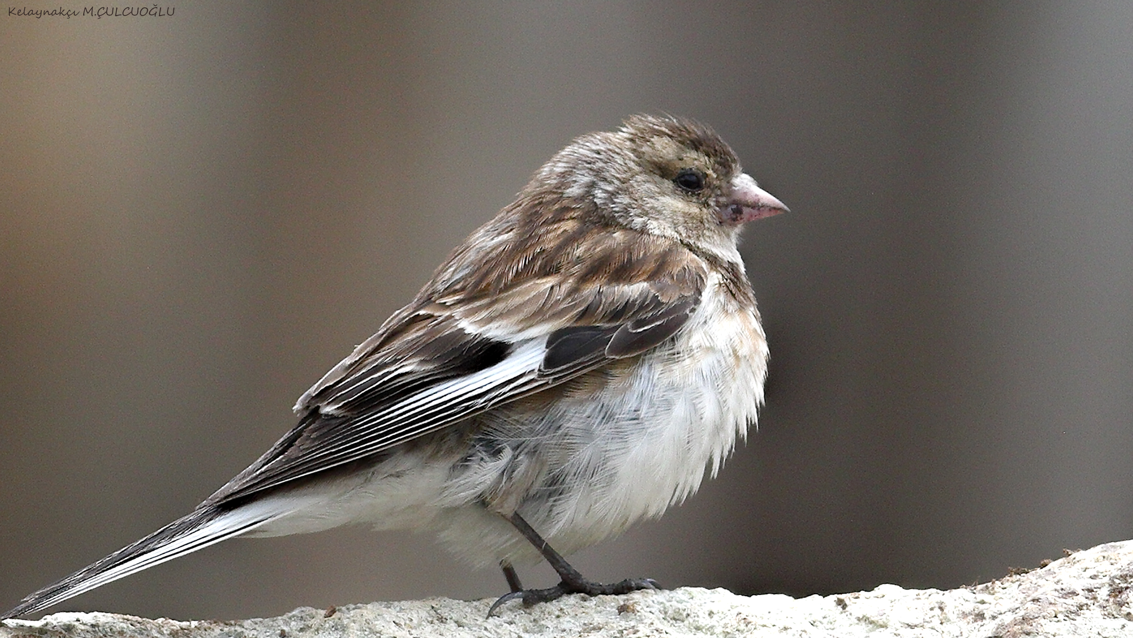 Twite